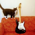 StratCat